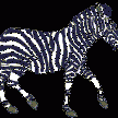 prancing-zebra
