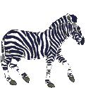 prancing-zebra.gif